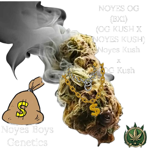 Noyes OG